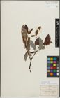 Foto von Salix discolor Muhl.